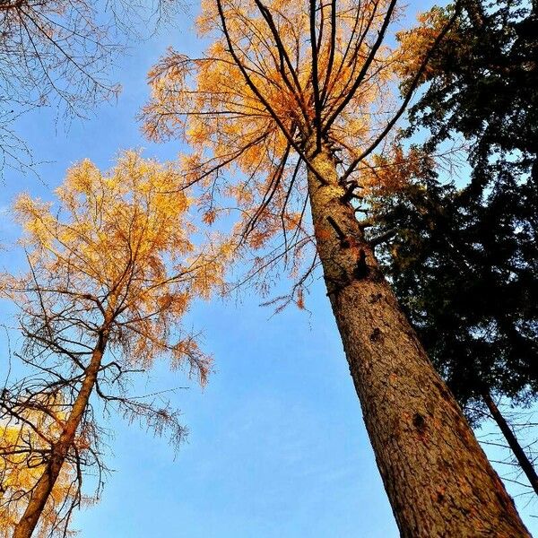 Larix decidua Leht