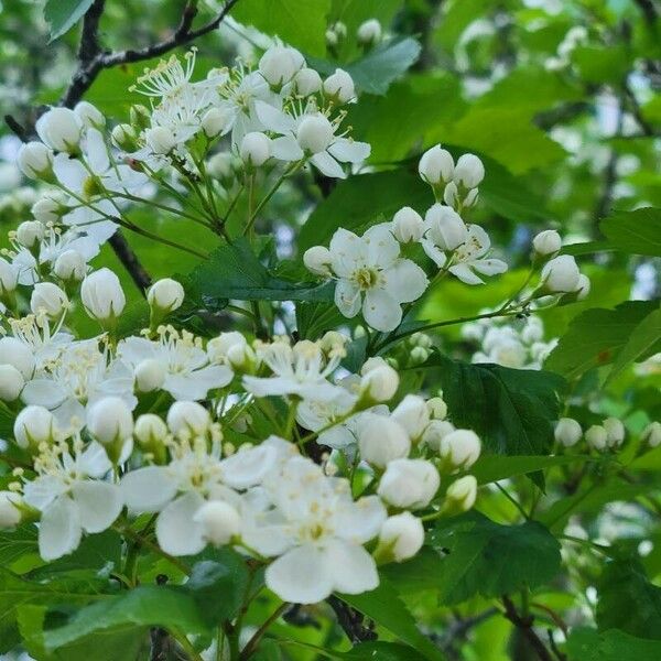 Crataegus phaenopyrum Flower