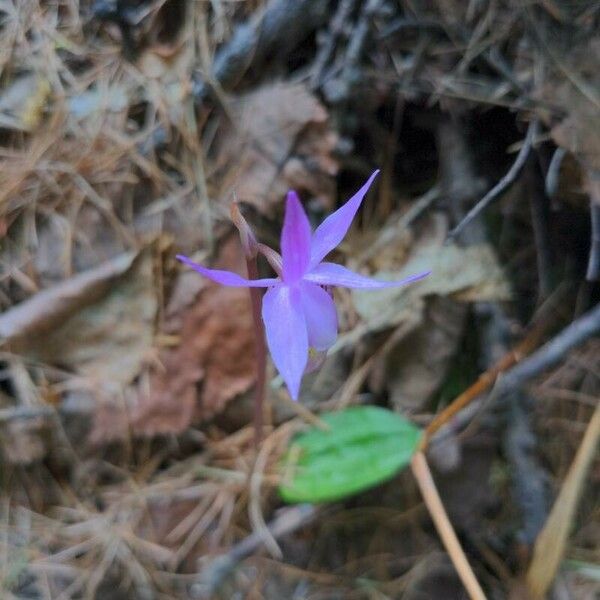 Calypso bulbosa Blad