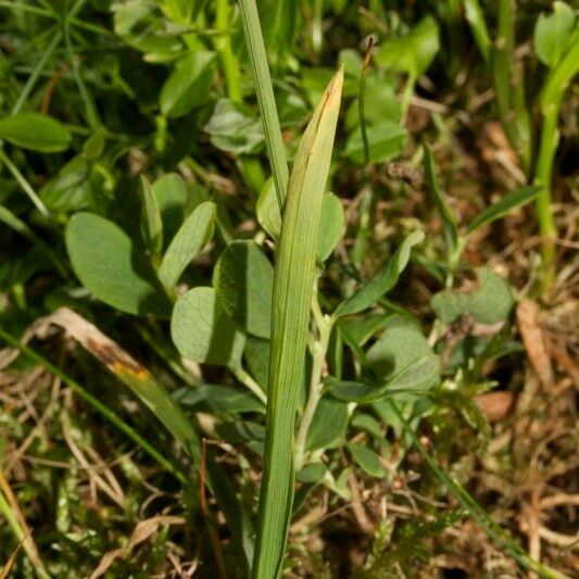 Carex vaginata Beste bat