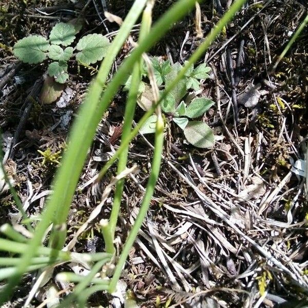 Allium cernuum Leaf