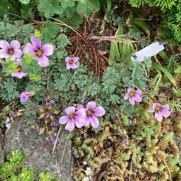 Oxalis adenophylla Flor