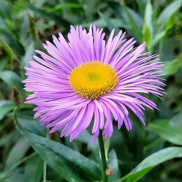 Erigeron speciosus Λουλούδι