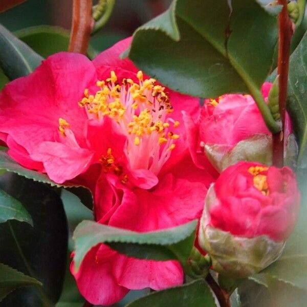 Camellia sasanqua Інше