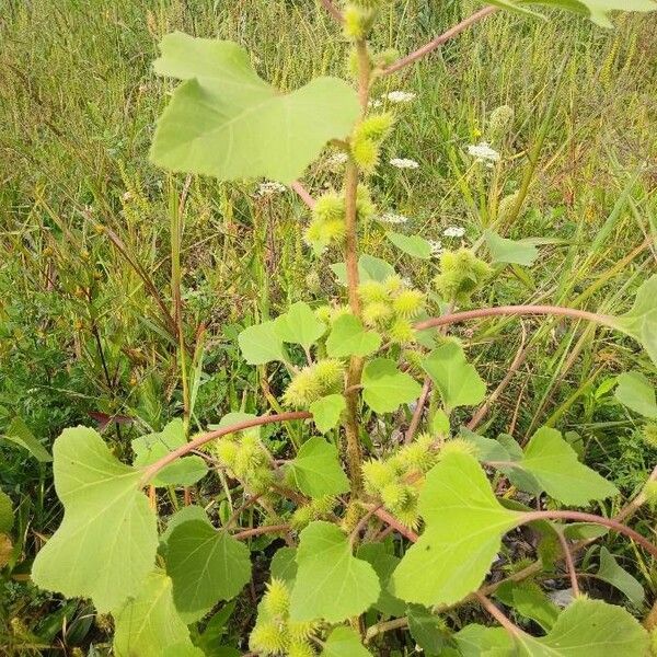 Xanthium orientale Leaf