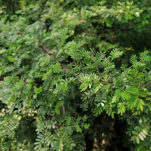 Vachellia etbaica 叶