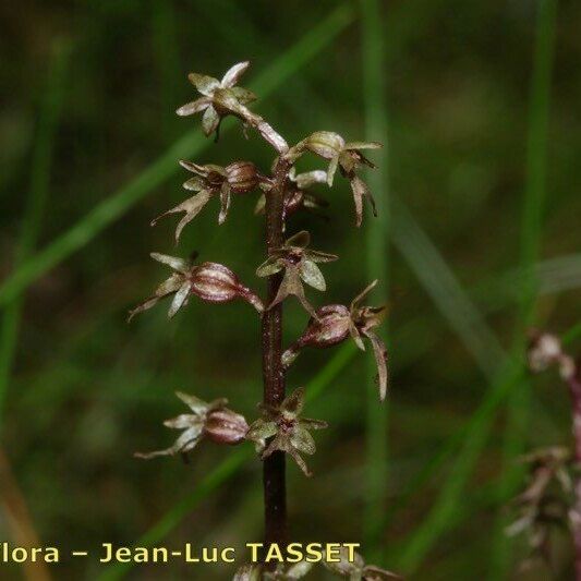 Neottia cordata Flower