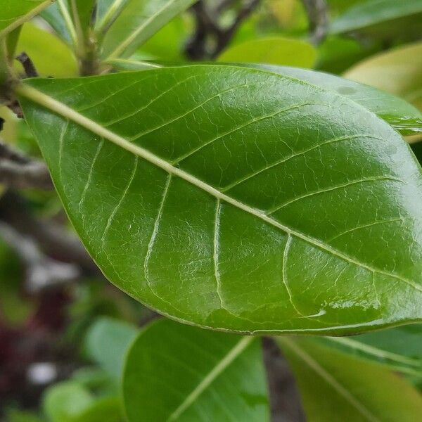 Gardenia taitensis Levél