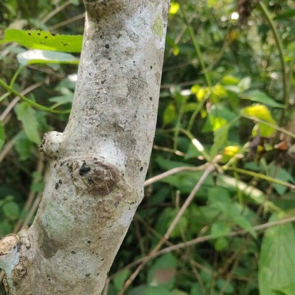 Ficus callosa Bark