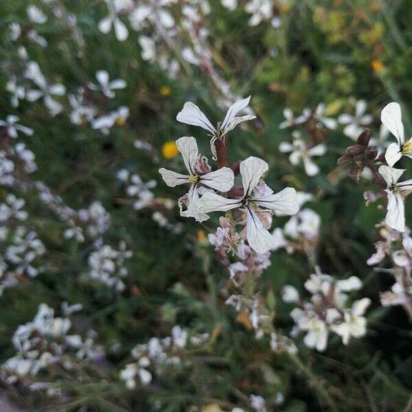 Eruca vesicaria Blomst