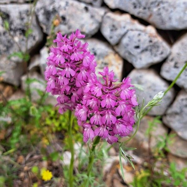 Anacamptis pyramidalis Kvet