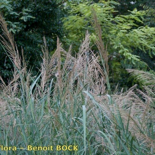 Arundo plinii Natur