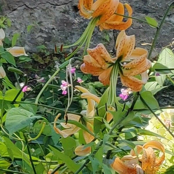 Lilium henryi Habitat