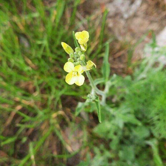 Sisymbrium orientale ফুল