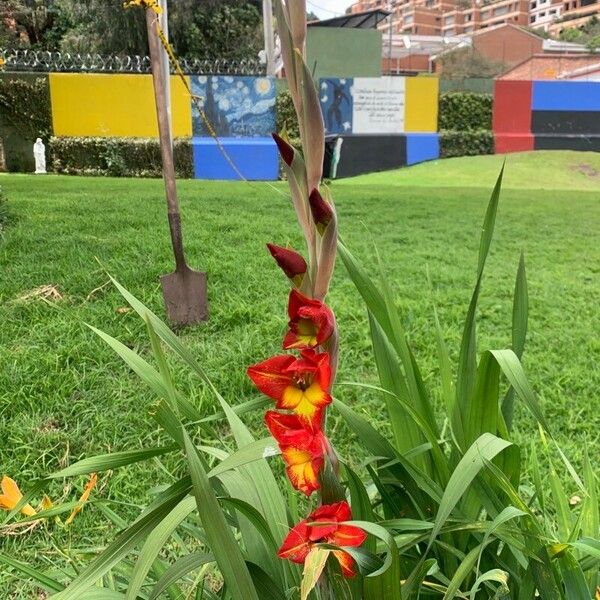 Gladiolus dalenii Flower