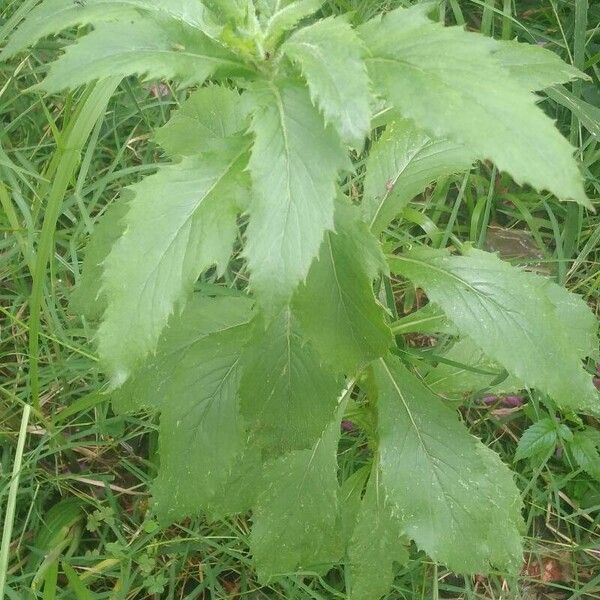 Erechtites hieraciifolius Foglia