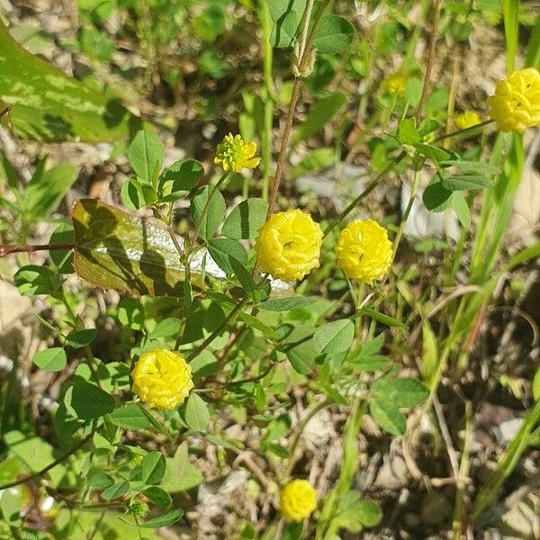 Trifolium aureum Flower