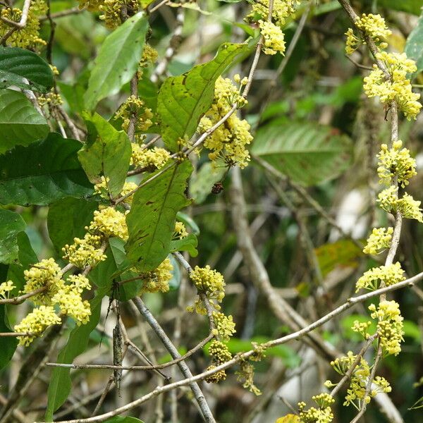 Hiraea affinis Fulla