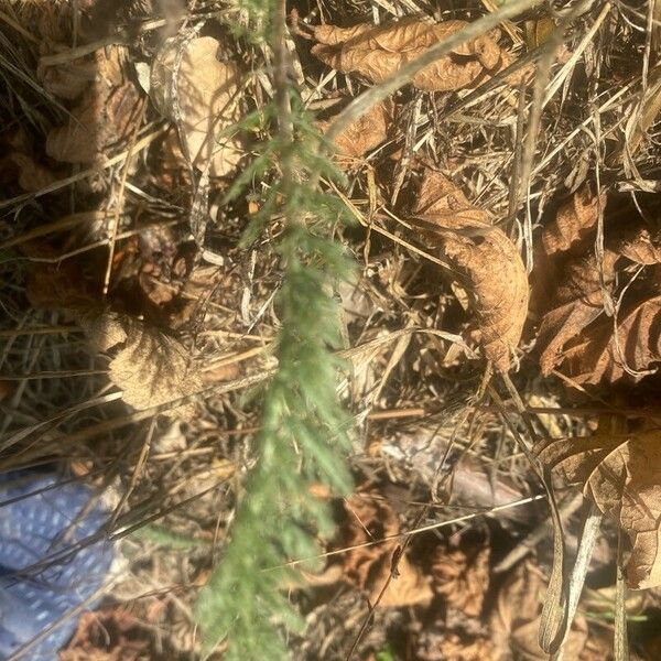 Achillea setacea Folha