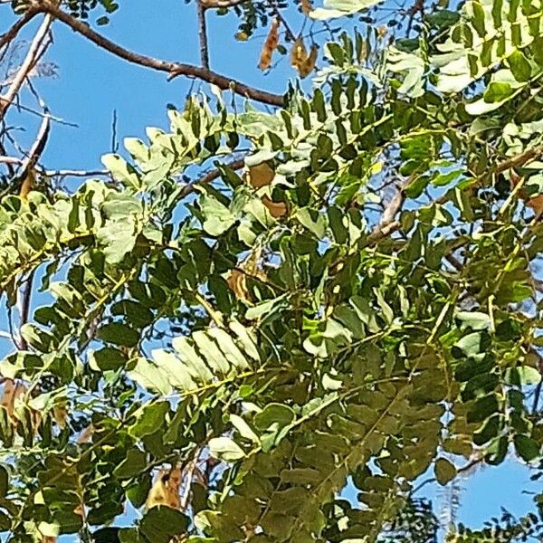 Albizia lebbeck Leaf