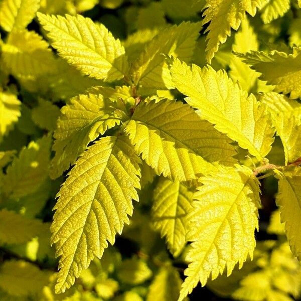 Ulmus americana Leaf