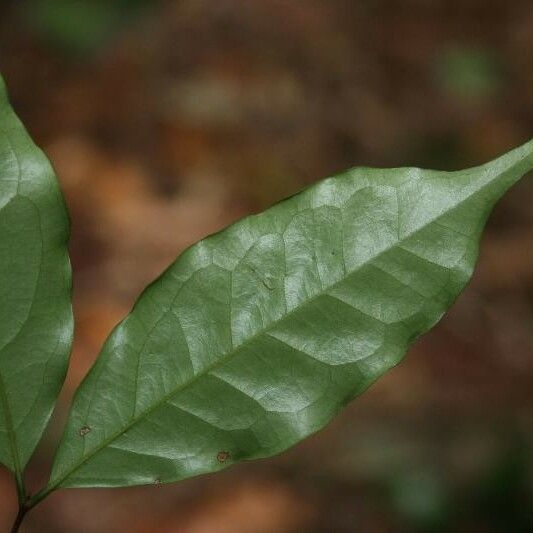 Eugenia patrisii Leaf