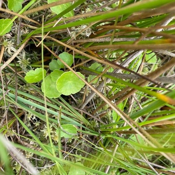 Hydrocotyle vulgaris List