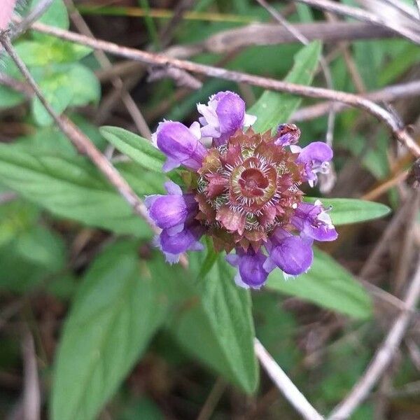 Prunella vulgaris Flor