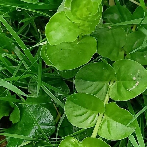 Lysimachia nummularia Leaf