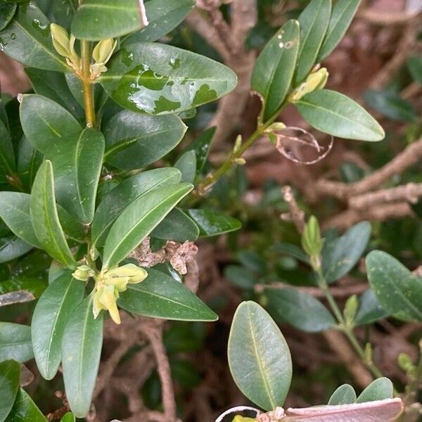 Buxus balearica Deilen