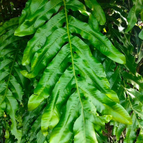 Drynaria quercifolia Leht