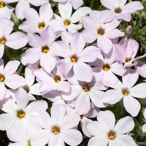 Phlox diffusa 花