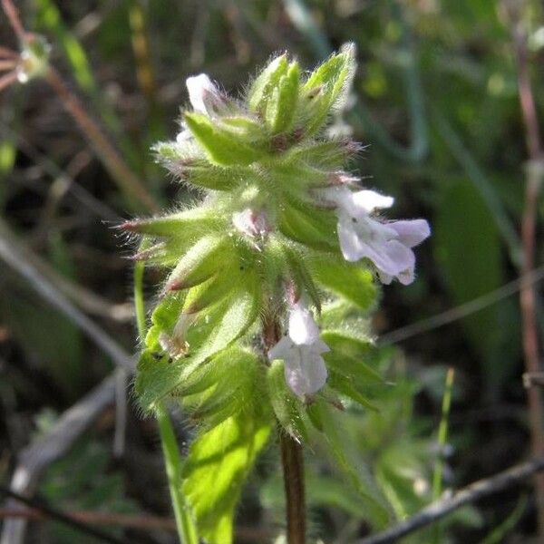 Stachys arvensis Õis