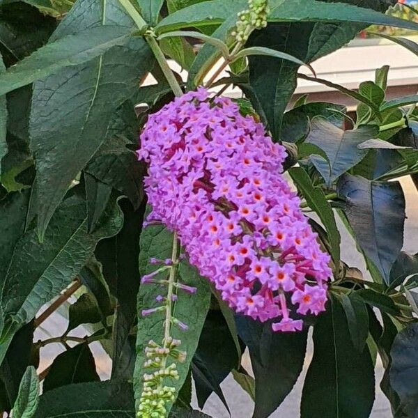 Buddleja davidii Flower