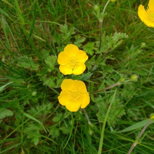 Ranunculus bulbosus 花