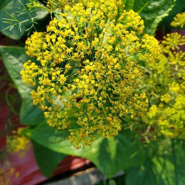 Anethum graveolens Blüte