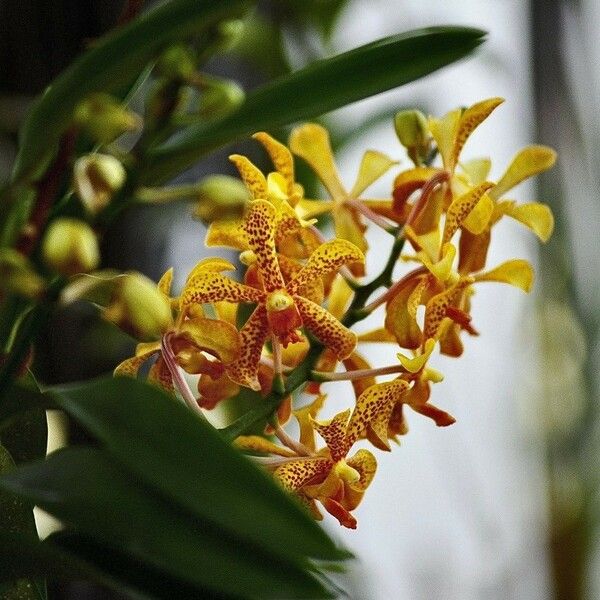 Grammatophyllum speciosum Цвят