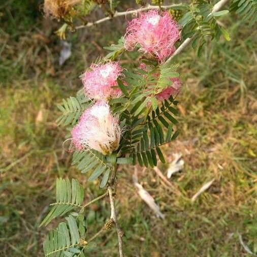 Calliandra surinamensis Žiedas