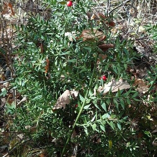 Ruscus aculeatus Alkat (teljes növény)