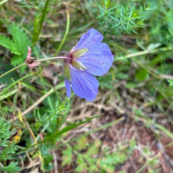 Geranium pratense Çiçek