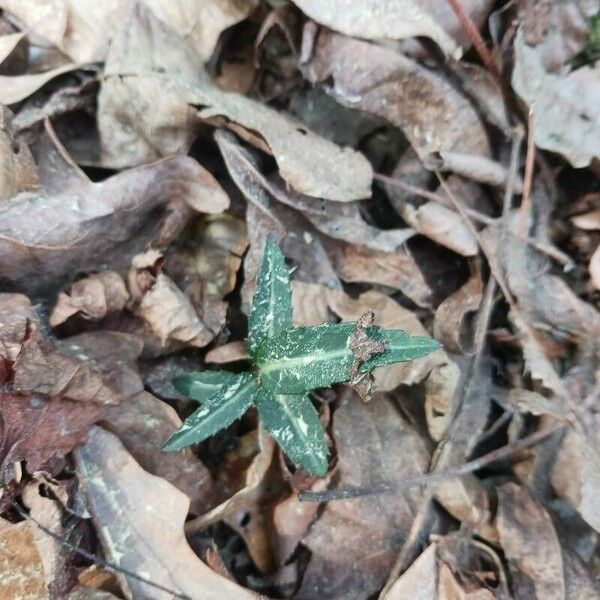 Chimaphila maculata Foglia