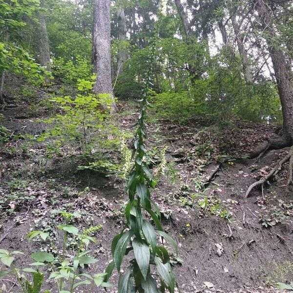 Digitalis lutea Habit