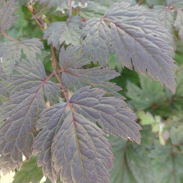 Actaea elata Leaf