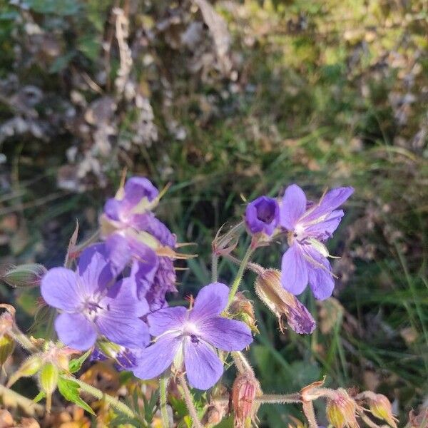 Geranium pratense Flower