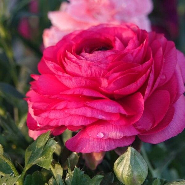 Ranunculus asiaticus Flower