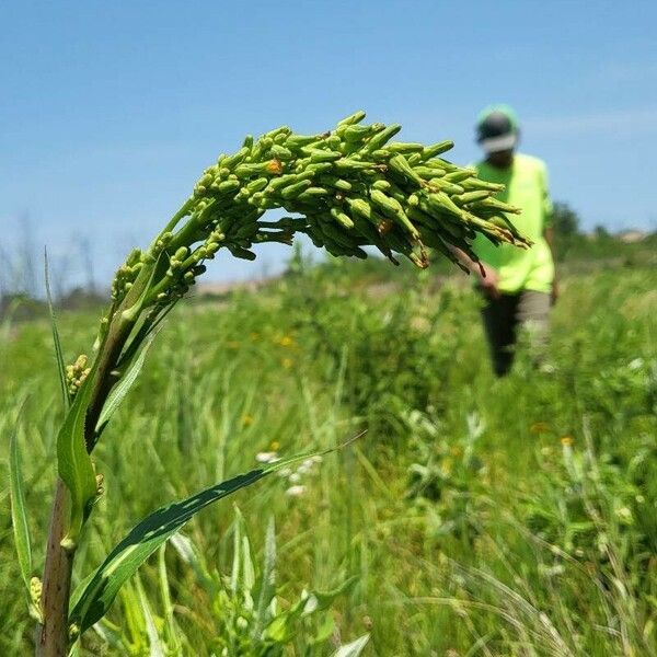 Lactuca canadensis Fleur