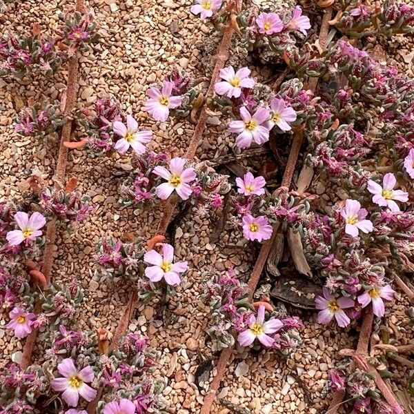 Frankenia hirsuta Flor