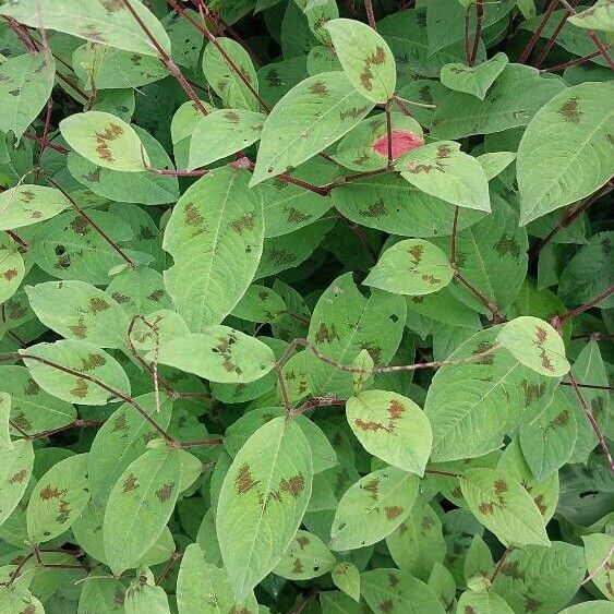 Persicaria virginiana Foglia