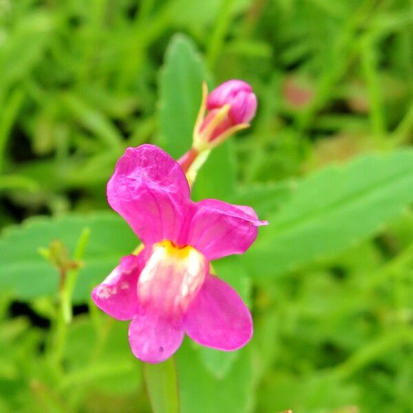 Linaria maroccana Flor