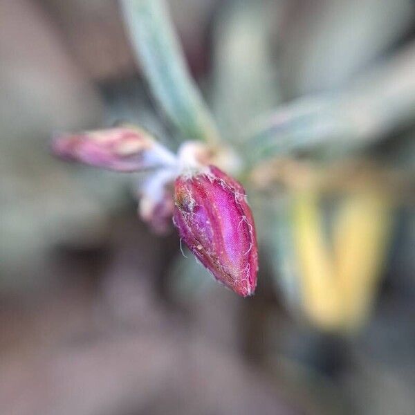Helianthemum violaceum Kwiat